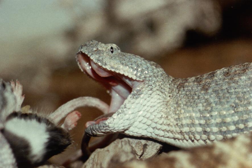 crotalo comiendo.JPG [69 Kb]